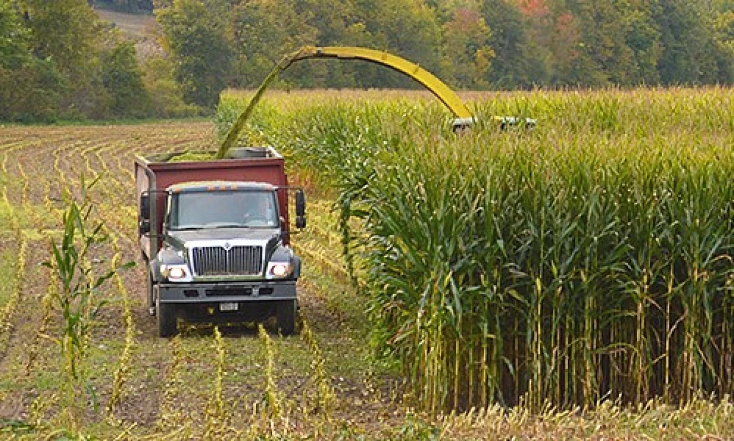  A harvester hidden behind stalks of corn funnels corn into a large truck.
